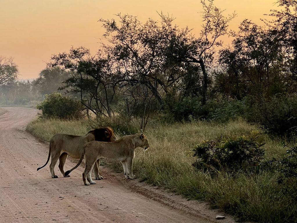 Kruger NP leeuw Zuid Afrika groepsrondreis 7